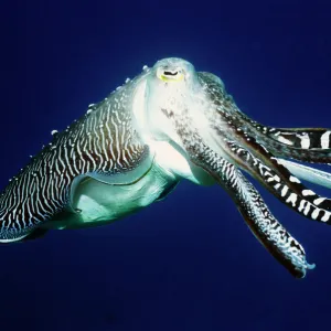 Broadclub cuttlefish