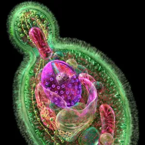 Budding yeast cell