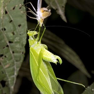Bush cricket shedding its skin C016 / 7761