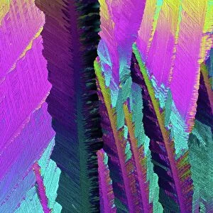 Caffeine crystals, light micrograph