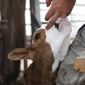 Calf sucks on farmers finger