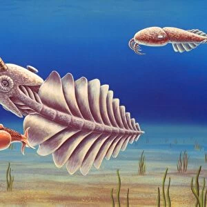 Cambrian invertebrates, artwork