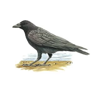 Carrion crow, artwork C016 / 3261