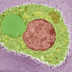 Cartilage cell, TEM C014 / 1434