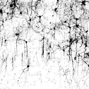 Cerebral cortex nerve cells C018 / 0062