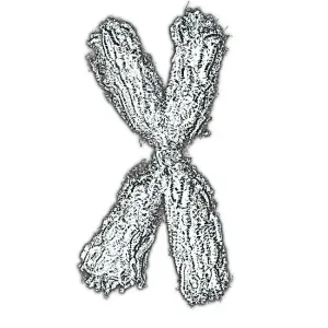 Chromosome Chromosome