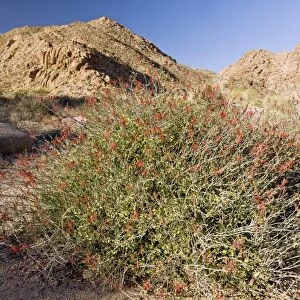 Chuparosa (Justicia californica) bush C014 / 1545