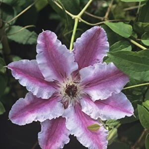 Clematis Caroline flower