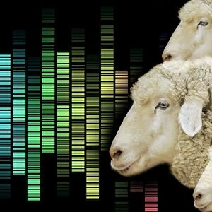 Cloned sheep, conceptual image