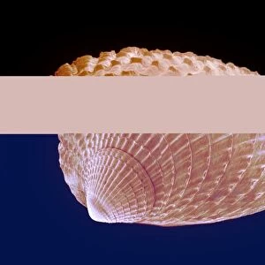 Cockle shell, SEM