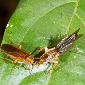 Cockroach courtship C016 / 8426