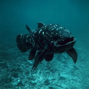 Coelacanth fish