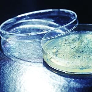 Colonies on Petri dish F008 / 2147