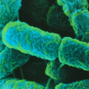 Coloured SEM of Escherichia coli bacteria