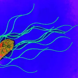 Coloured TEM of a Salmonella bacterium