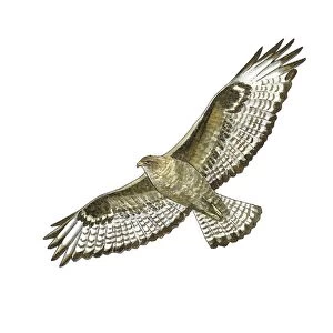 Common buzzard, artwork C016 / 3197