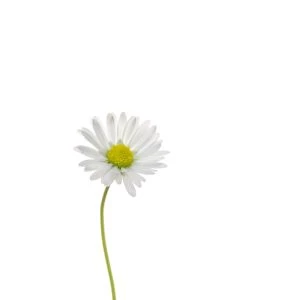 Common daisy flower