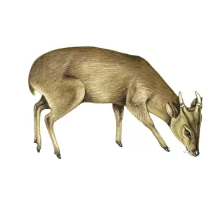 Common muntjac deer, artwork