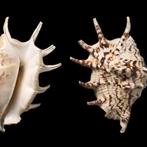 Common spider conch shells C016 / 6042