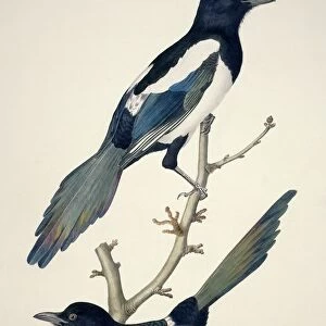 Comon magpies, 19th century artwork C013 / 6315