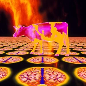 Computer art of mad cow (BSE), flames, human brain