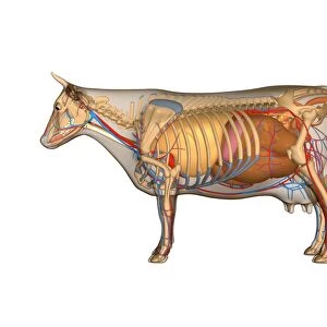 Cow anatomy, artwork