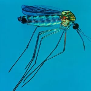 Culex sp. mosquito, light micrograph