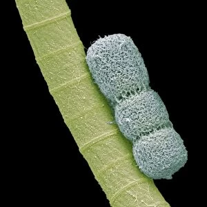 Cyanobacteria, SEM