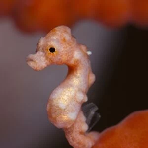 Denise pygmy seahorse