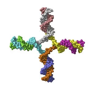 DNA Holliday junction, molecular model