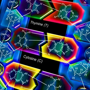 DNA Molecule Print DNA Molecule Print