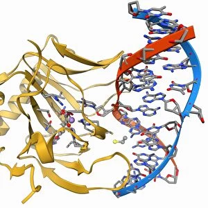 DNA repair enzyme, molecular model F006 / 9704
