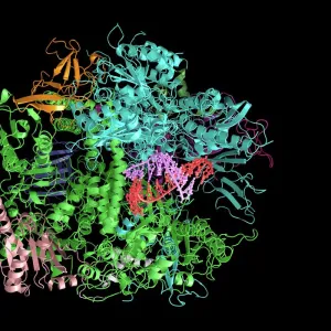 DNA transcription, molecular model