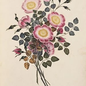 Dog rose flowers, 19th century C013 / 6776