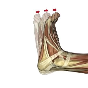 Dorsiflexion of the foot, artwork C016 / 6798