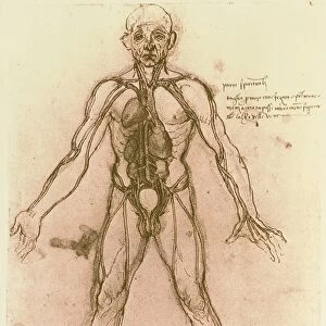 Drawing of human venous system (Leonardo da Vinci)