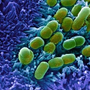 E. coli bacteria, SEM