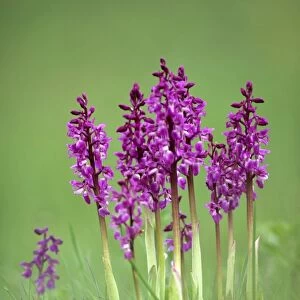 Early purple orchids (Orchis mascula)
