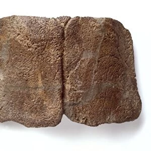 Edmontonia dinosaur, fossil collar plates C016 / 4989