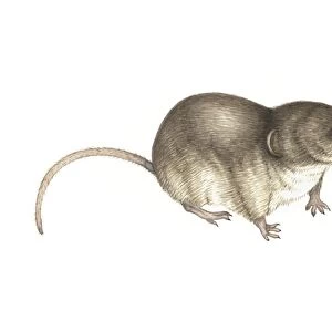 Soricidae Mouse Mat Collection: Eurasian Pygmy Shrew