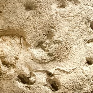 Eves footprints