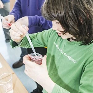 Extracting DNA from a raspberry