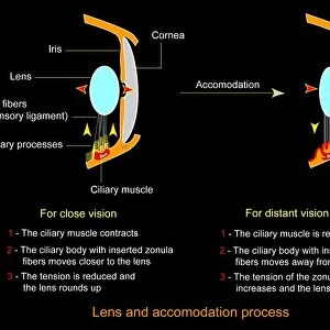 Eye lens and accommodation, diagram
