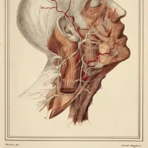 Face and neck nerves, 1825 artwork