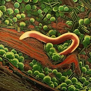 False col SEM of nematode worm on sample of peat