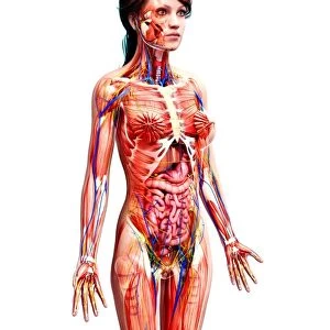 Female cardiovascular system, artwork
