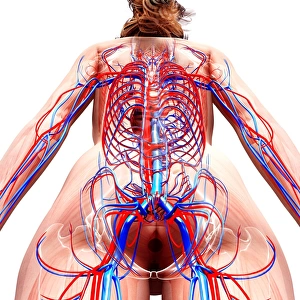 Female cardiovascular system, artwork F007 / 3393