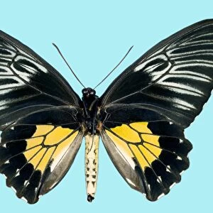 Female criton birdwing butterfly