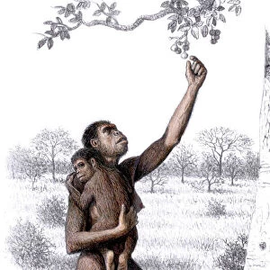 Female Homo habilis