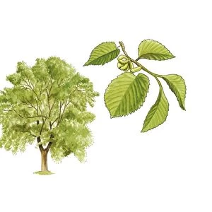 Field elm (Ulmus minor) tree, artwork C016 / 3386